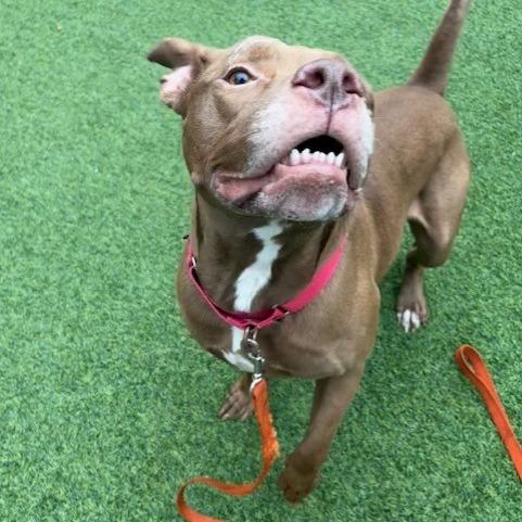 Walden, a Adoptable Mixed Breed in Pittsburgh, PA image 3/6