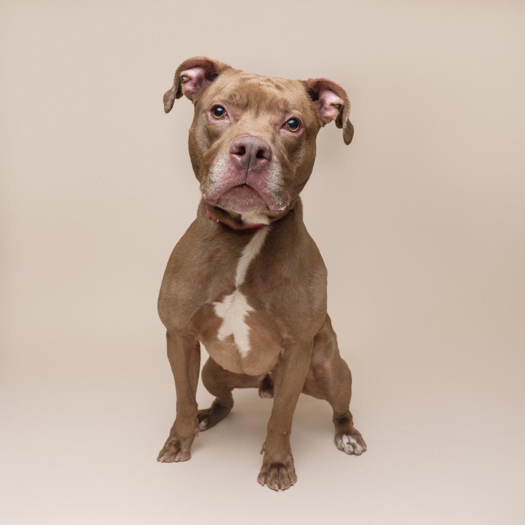 Walden, a Adoptable Mixed Breed in Pittsburgh, PA image 4/6