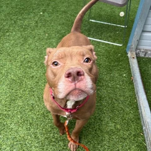 Walden, a Adoptable Mixed Breed in Pittsburgh, PA image 6/6