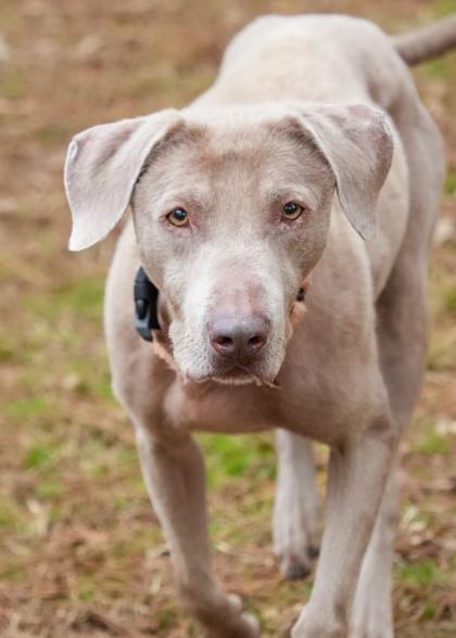 Enlarge Malibu 58569, a Adoptable mixed breed in Aiken, SC image 1/5