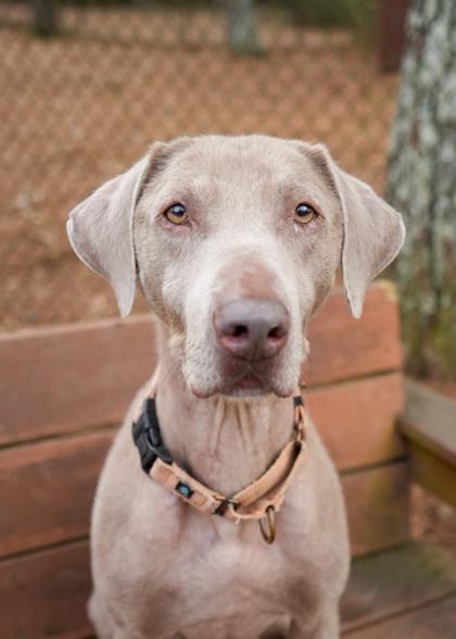 Enlarge Malibu 58569, a Adoptable mixed breed in Aiken, SC image 2/3