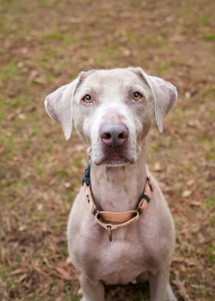 Enlarge Malibu 58569, a Adoptable mixed breed in Aiken, SC image 3/3
