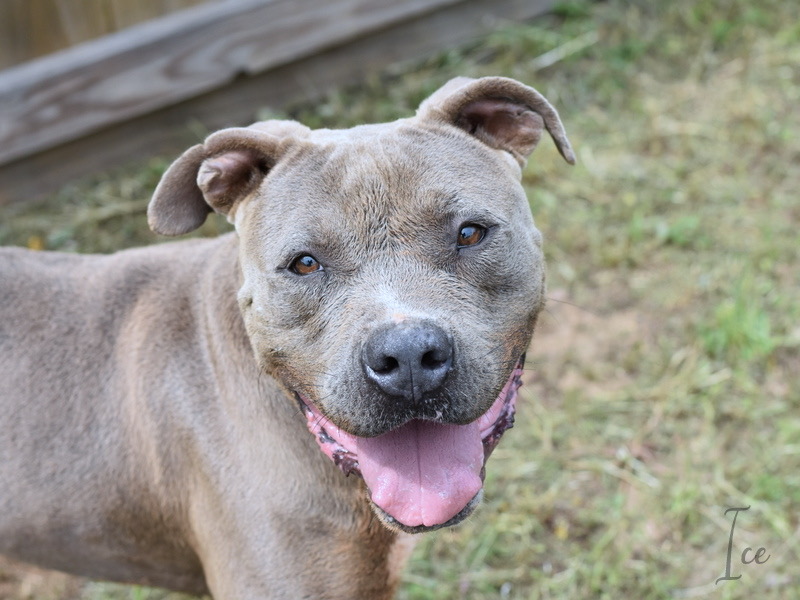 Enlarge ICE, a Adoptable Pit Bull Terrier in Cincinnati, OH image 4/5