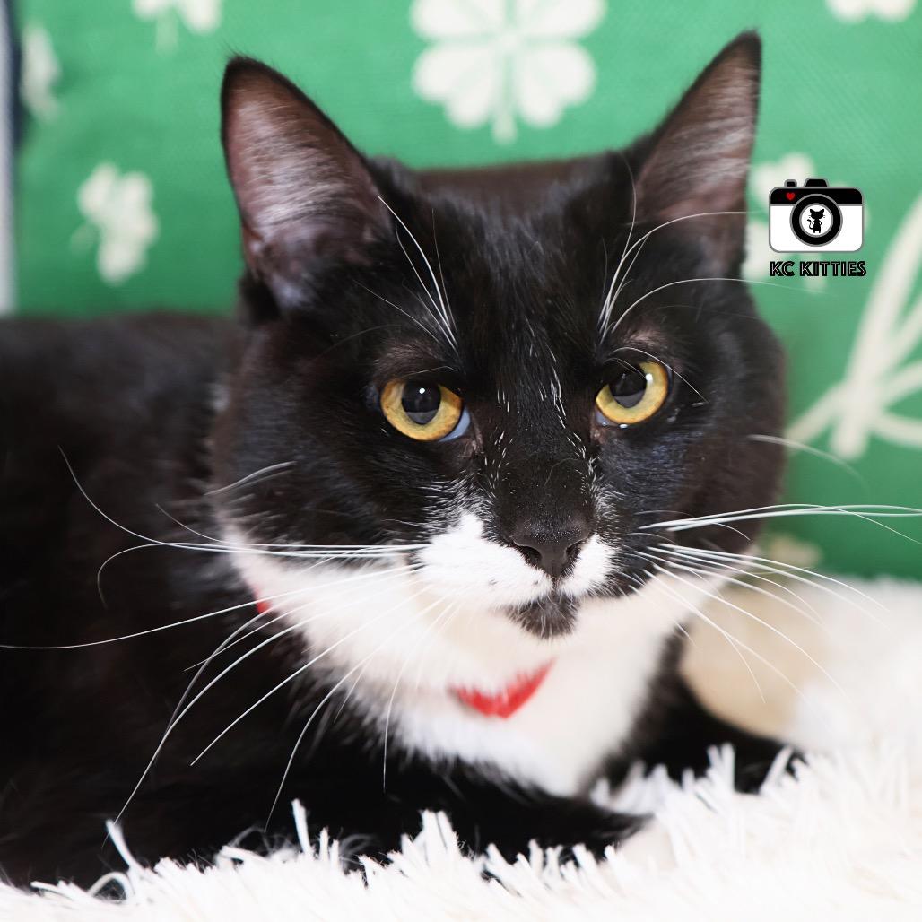 Prince Bambi aka Bubba, a Adoptable Domestic Short Hair in Overland Park, KS image 1/5