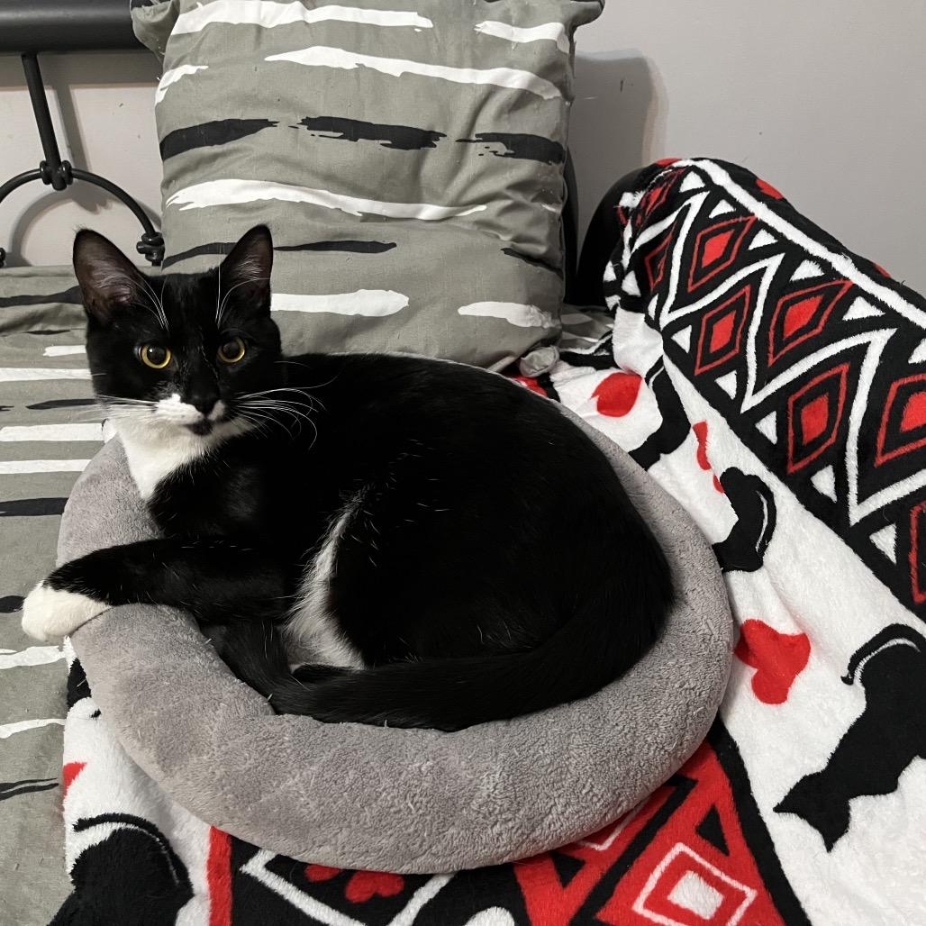 Enlarge Prince Bambi aka Bubba, a Adoptable Domestic Short Hair in Overland Park, KS image 1/4