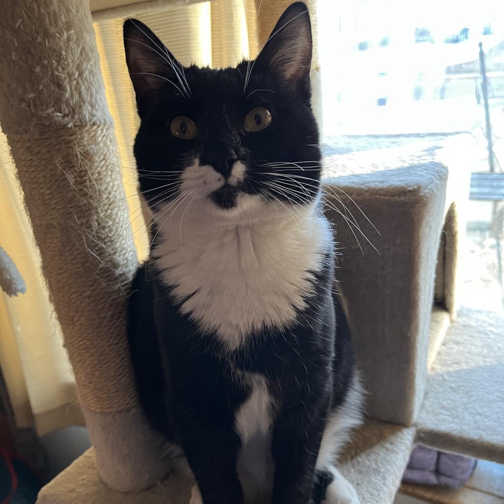 Prince Bambi aka Bubba, Adoptable, Young Male Domestic Short Hair.