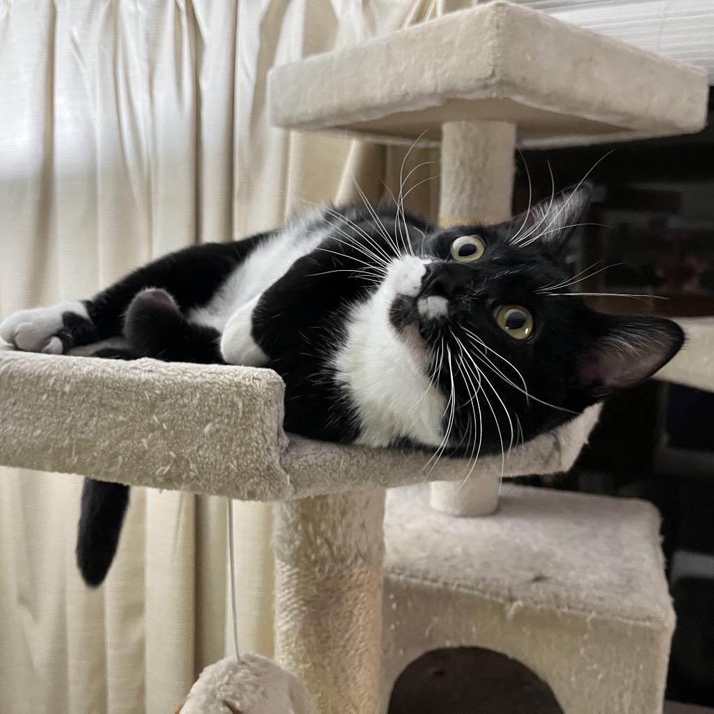 Enlarge Prince Bambi aka Bubba, a Adoptable Domestic Short Hair in Overland Park, KS image 2/3