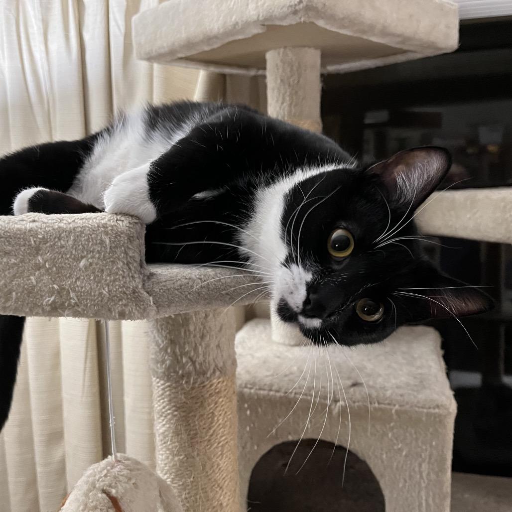 Enlarge Prince Bambi aka Bubba, a Adoptable Domestic Short Hair in Overland Park, KS image 3/3