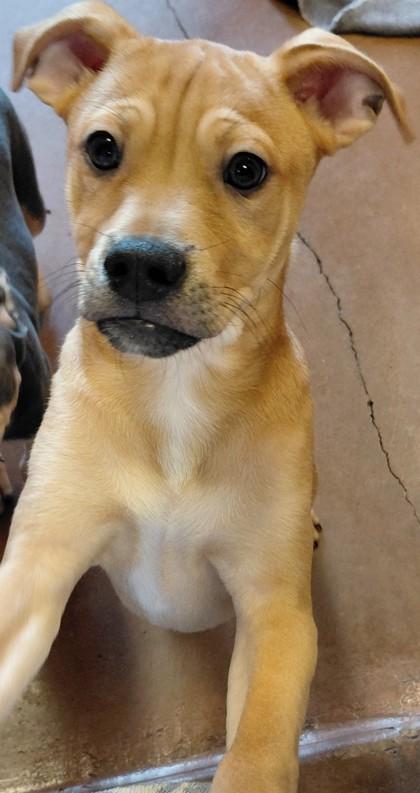 Enlarge Sven, a Adoptable Mixed Breed in Stanwood, WA image 1/1
