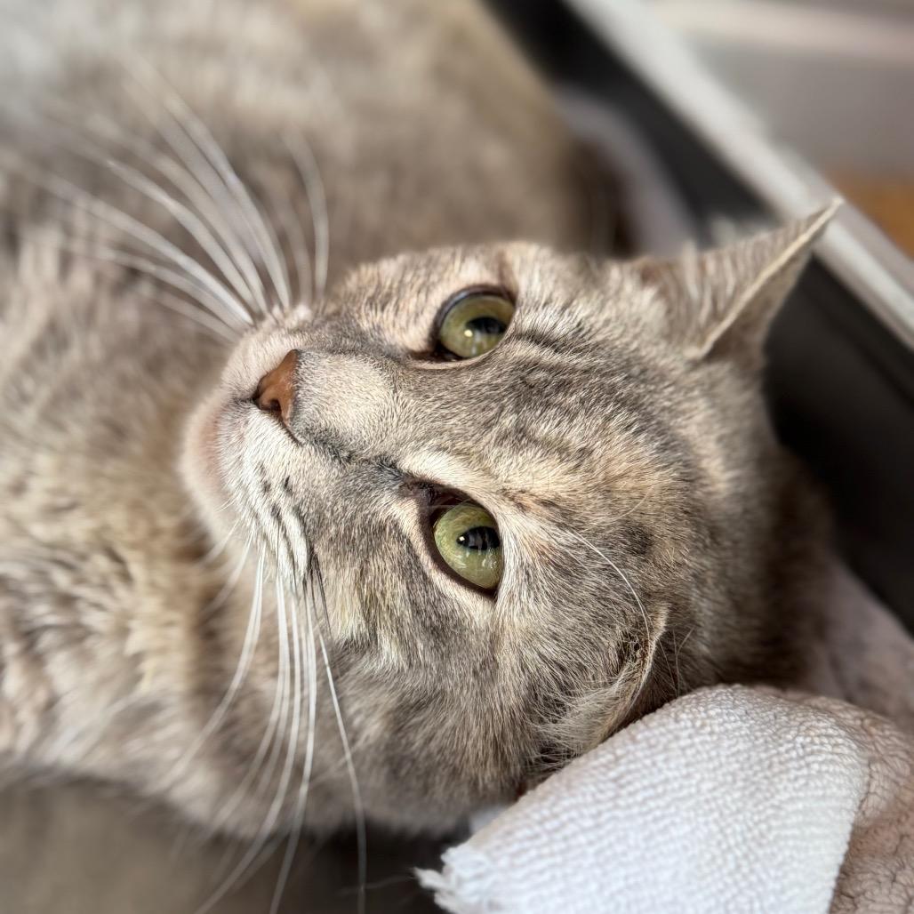 Enlarge Mary, a Adoptable mixed breed in Madisonville, TN image 1/6