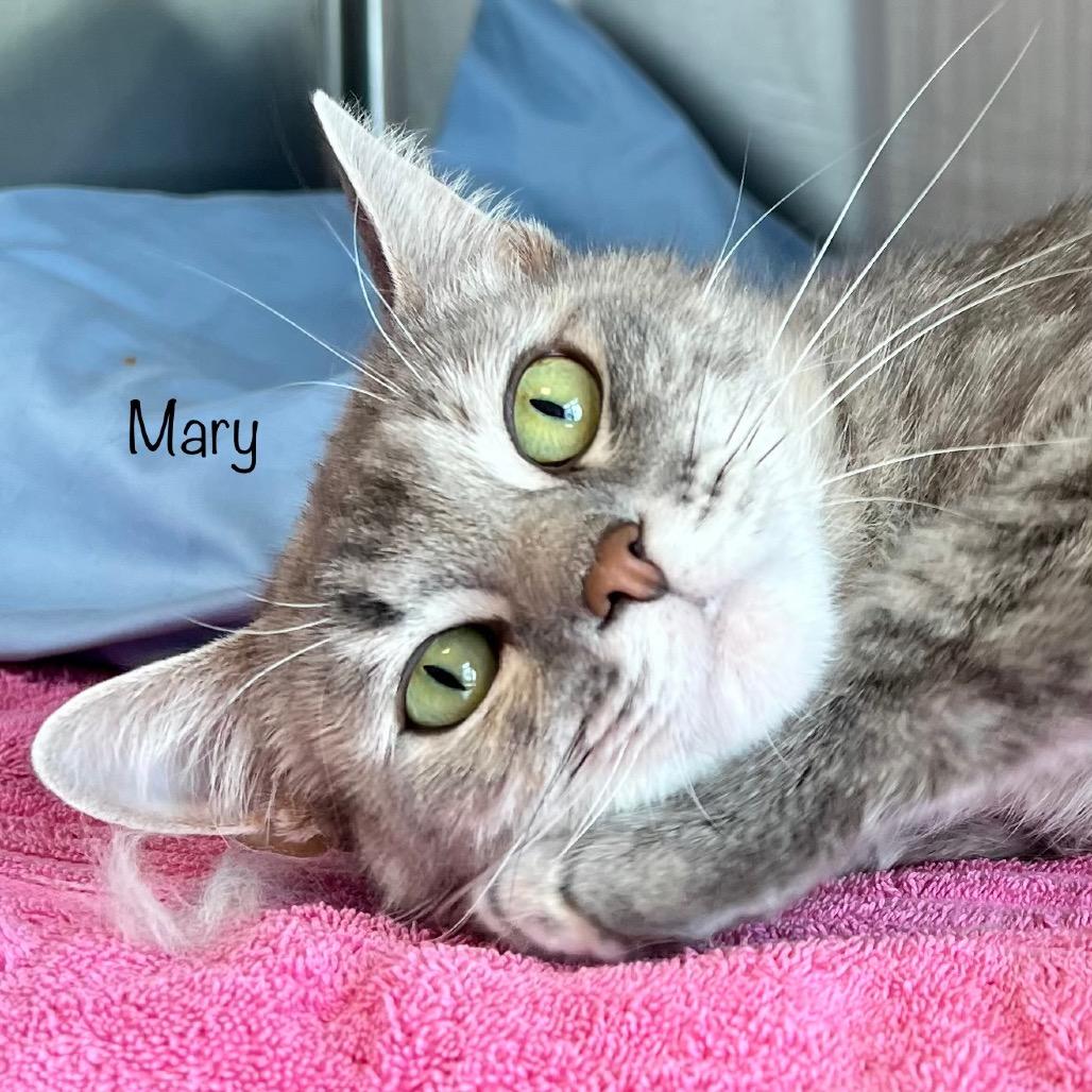 Enlarge Mary, a Adoptable mixed breed in Madisonville, TN image 2/6