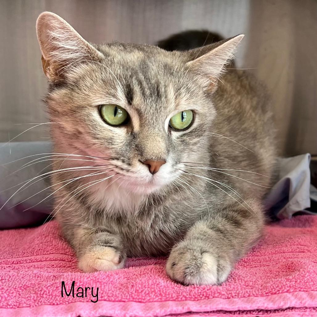 Enlarge Mary, a Adoptable mixed breed in Madisonville, TN image 3/6