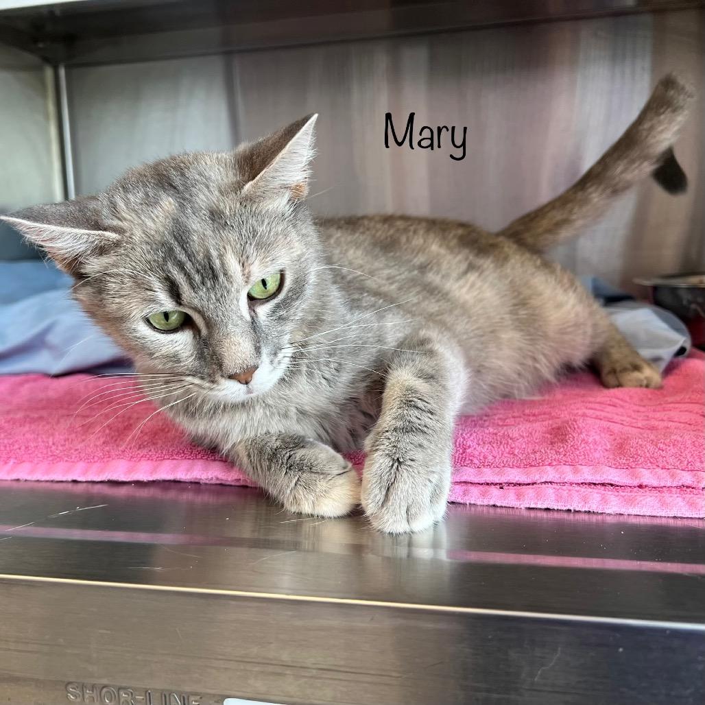 Enlarge Mary, a Adoptable mixed breed in Madisonville, TN image 4/6