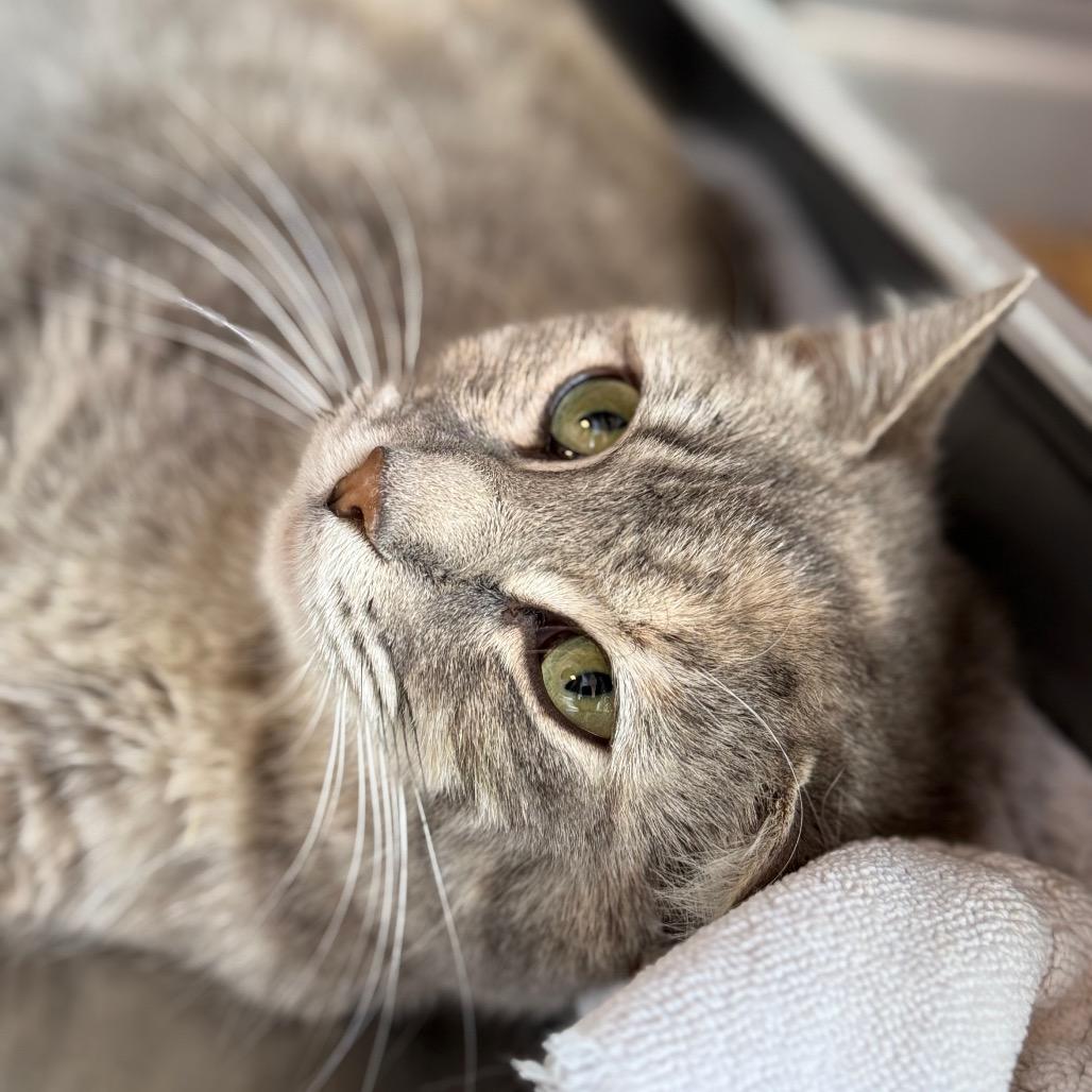 Enlarge Mary, a Adoptable mixed breed in Madisonville, TN image 5/6