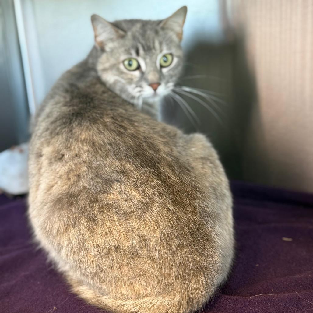 Enlarge Mary, a Adoptable mixed breed in Madisonville, TN image 6/6