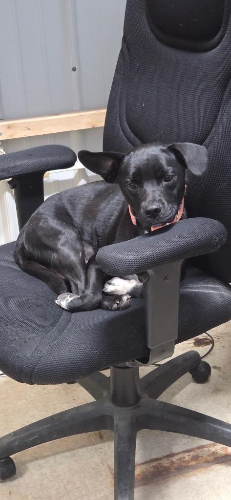 Raven, Adopted, Adult Female Black Labrador Retriever & Pit Bull Terrier.