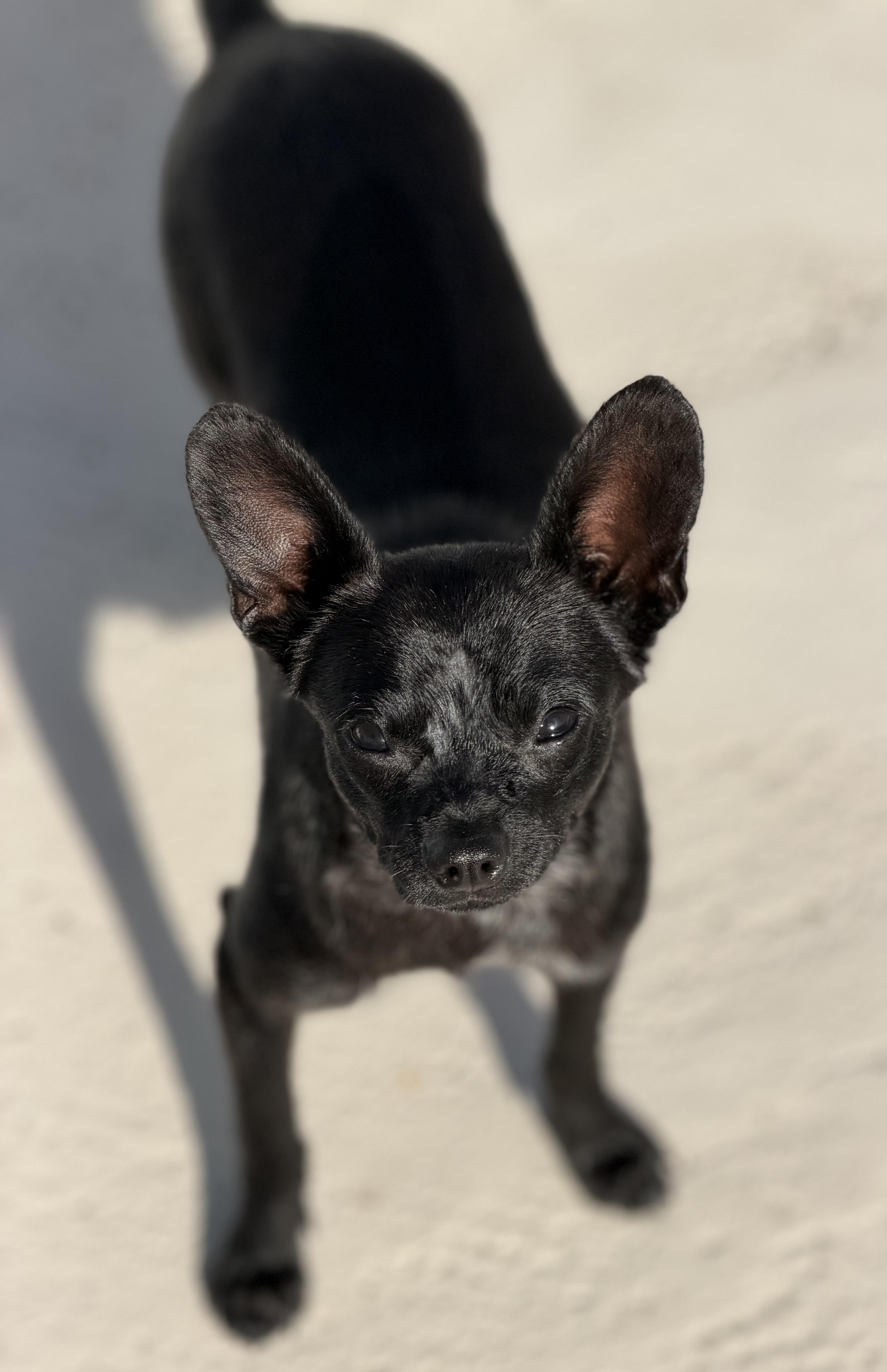 Enlarge Batty, a ADOPTABLE Chihuahua in Bradenton, FL image 1/6