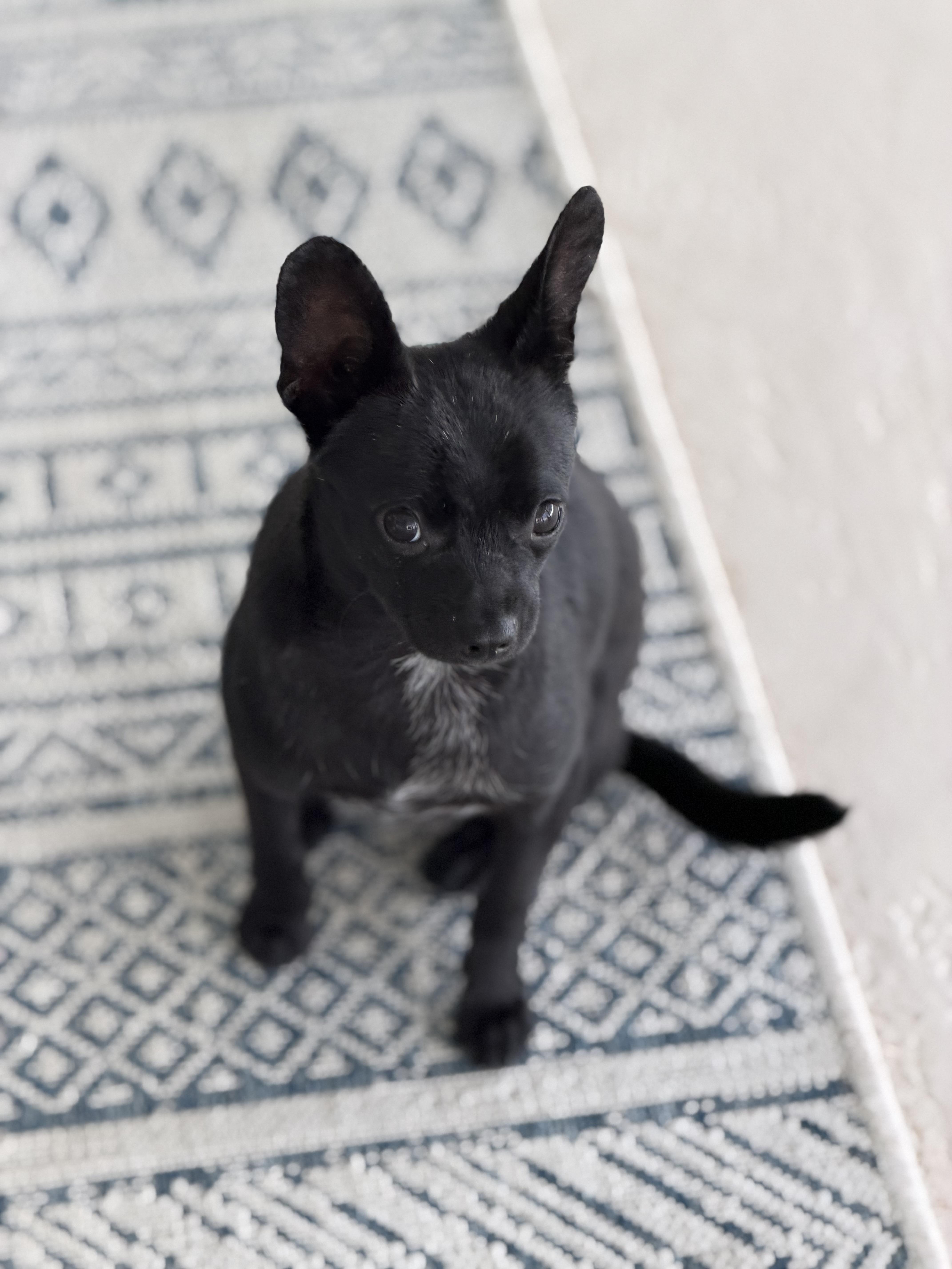 Enlarge Batty, a ADOPTABLE Chihuahua in Bradenton, FL image 6/6