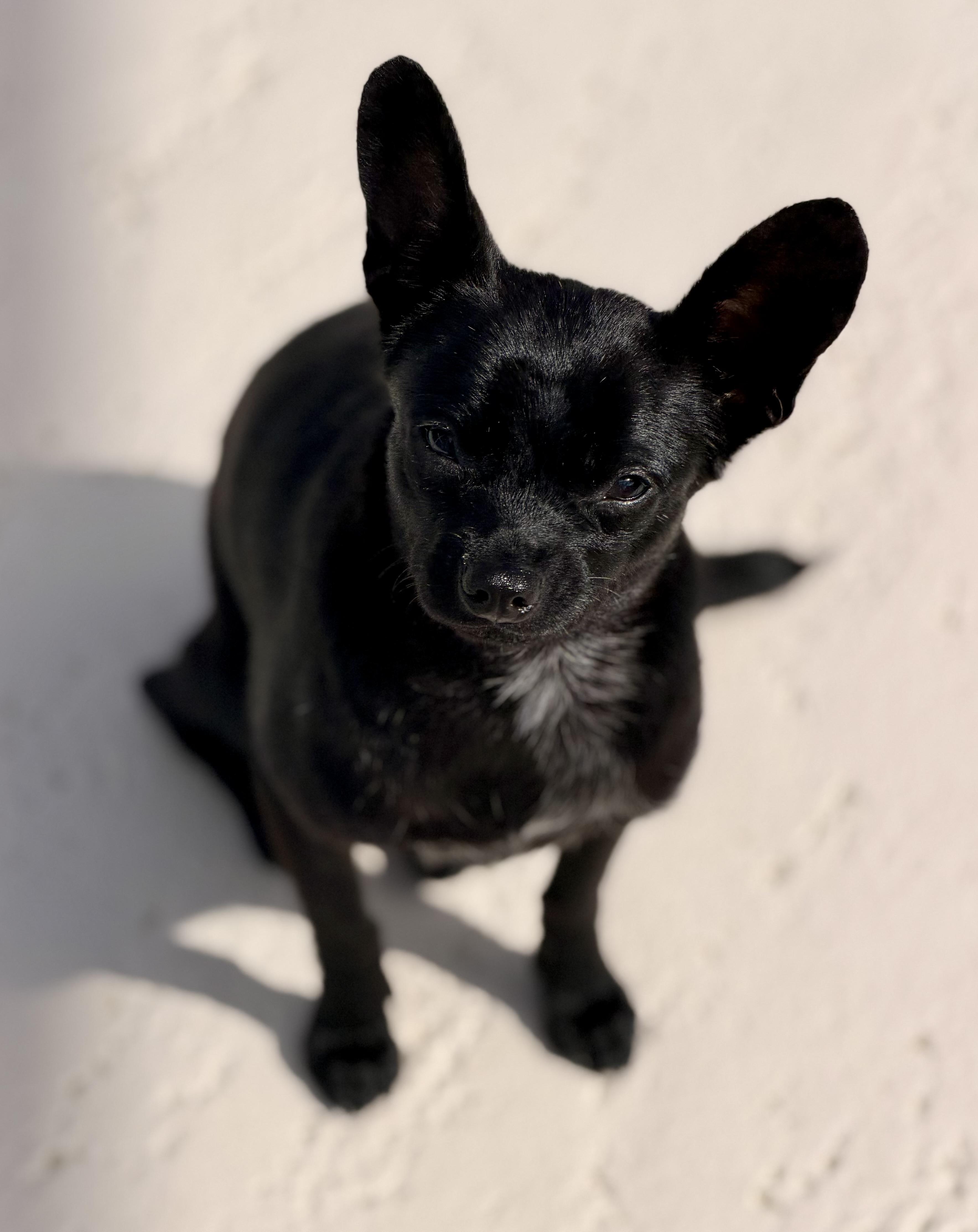 Enlarge Batty, a ADOPTABLE Chihuahua in Bradenton, FL image 3/6