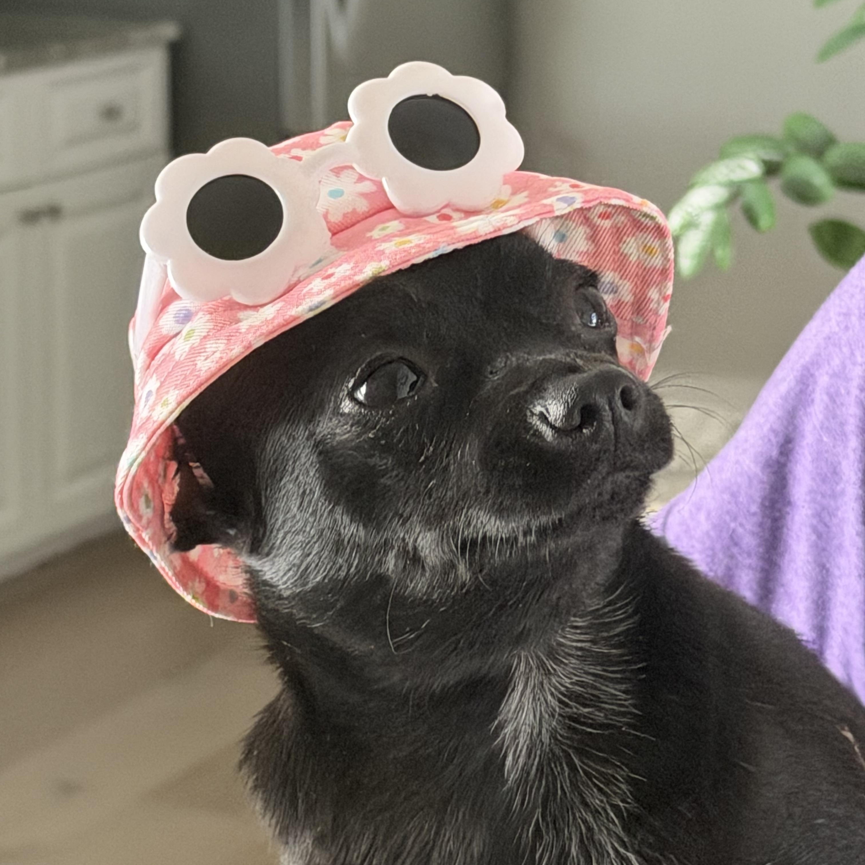 Enlarge Batty, a ADOPTABLE Chihuahua in Bradenton, FL image 4/6