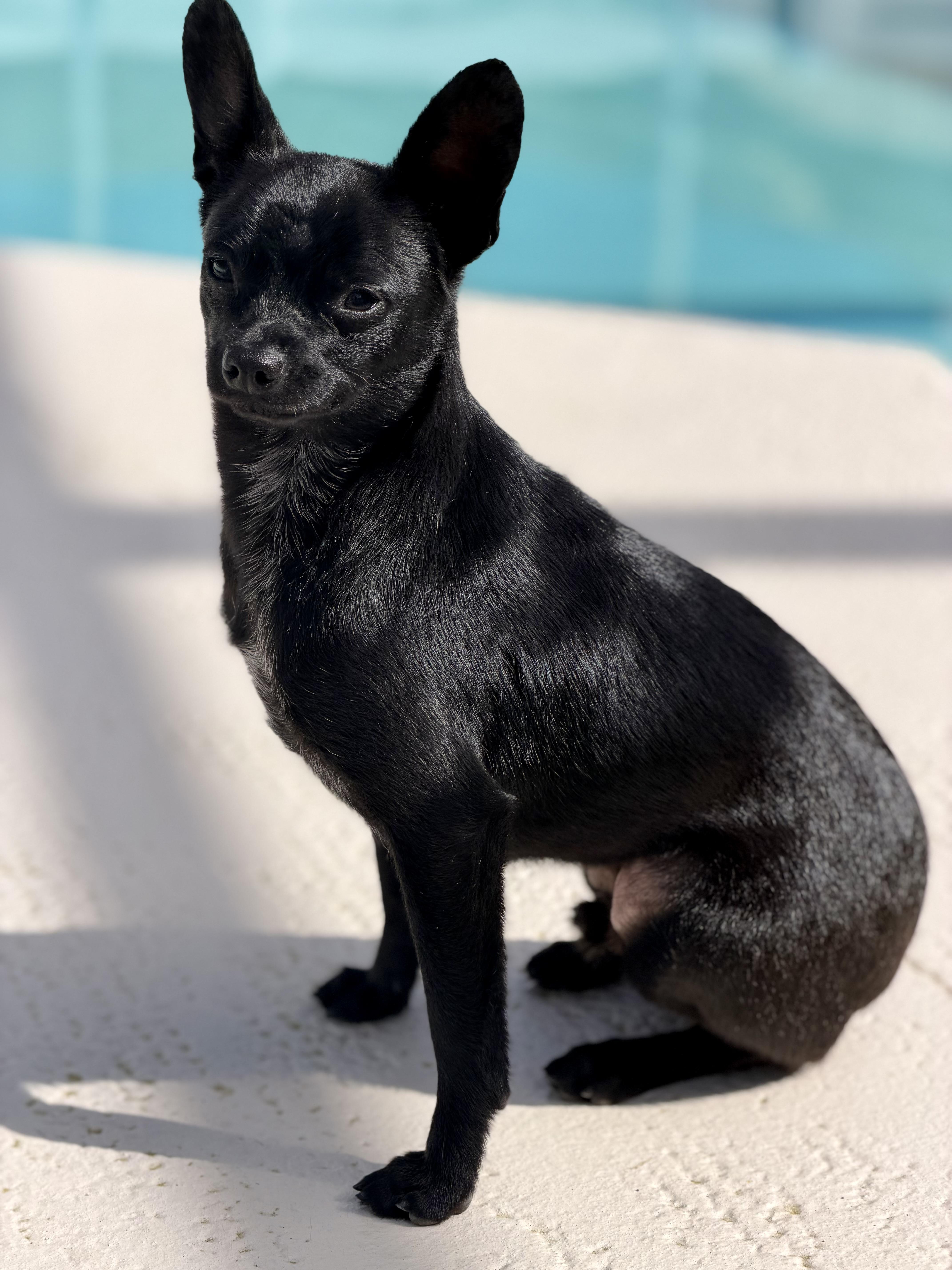 Enlarge Batty, a ADOPTABLE Chihuahua in Bradenton, FL image 5/6