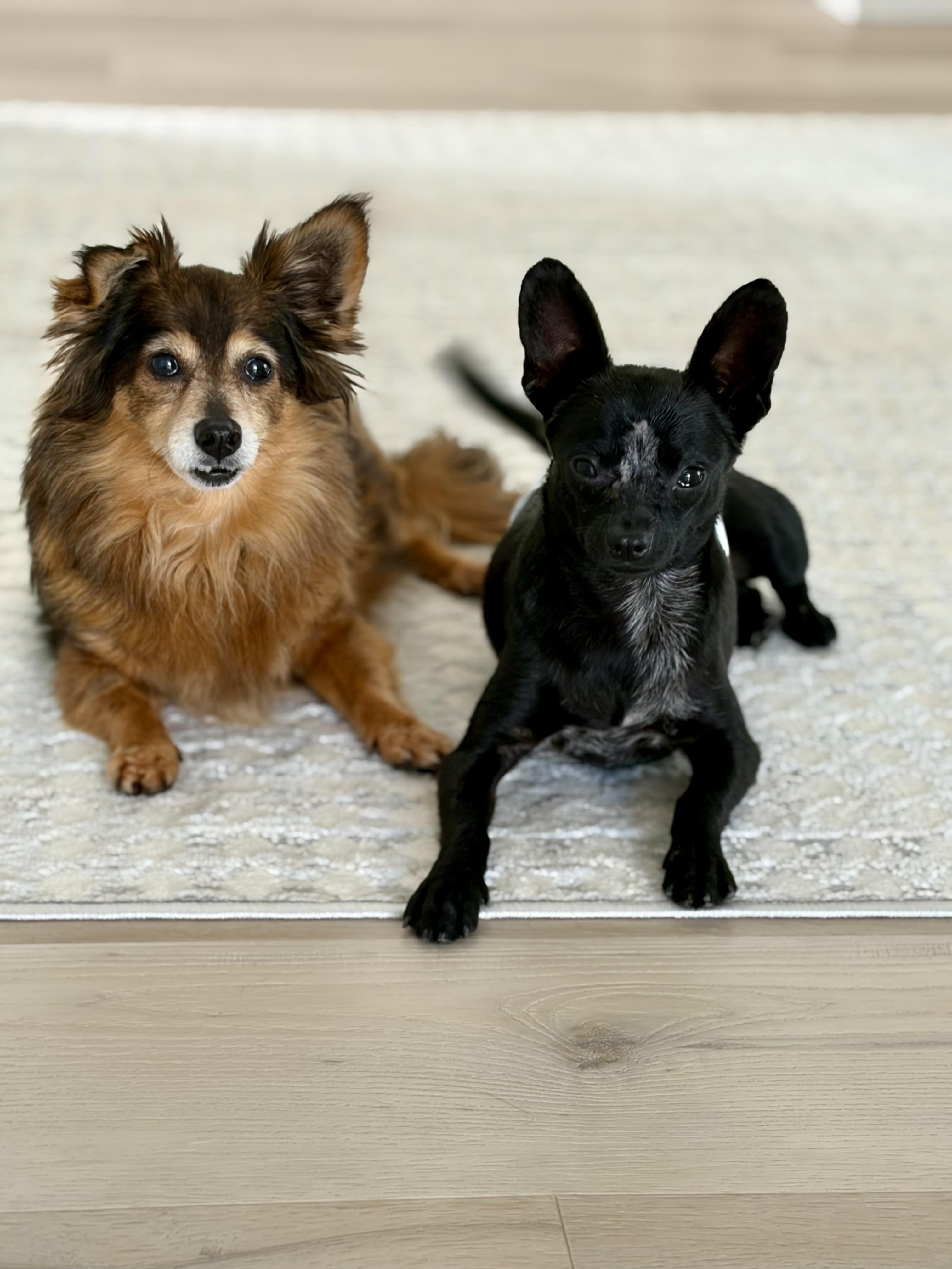 Enlarge Batty, a ADOPTABLE Chihuahua in Bradenton, FL image 2/6
