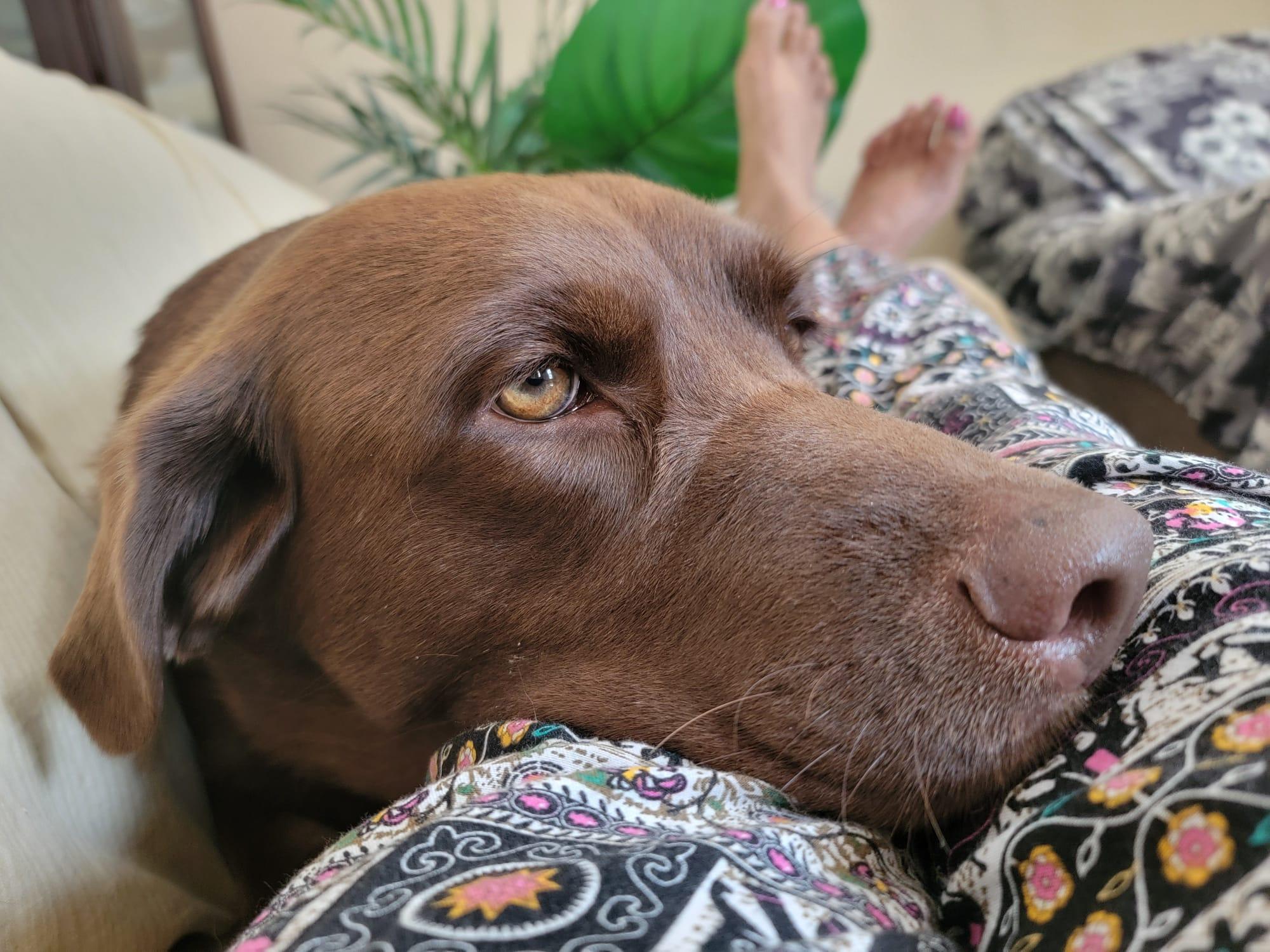 Mabel, a Adoptable Chocolate Labrador Retriever in Oakville, ON image 2/6