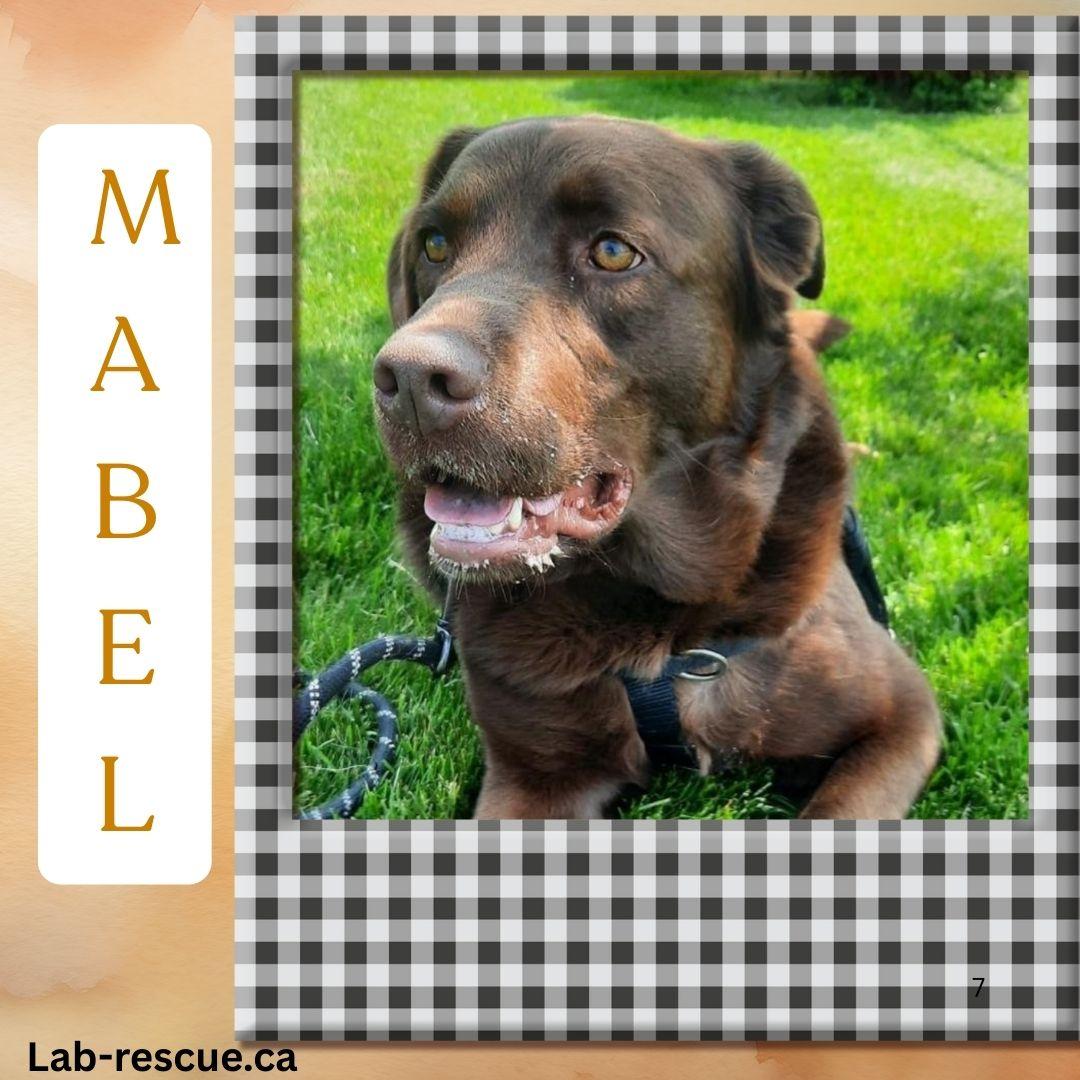 Mabel, Adoptable, Young Female Chocolate Labrador Retriever.