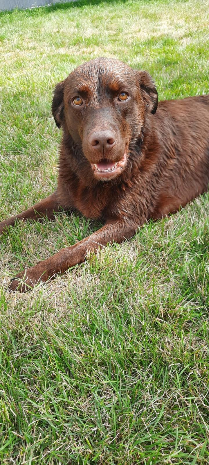 Mabel, a Adoptable Chocolate Labrador Retriever in Oakville, ON image 3/6