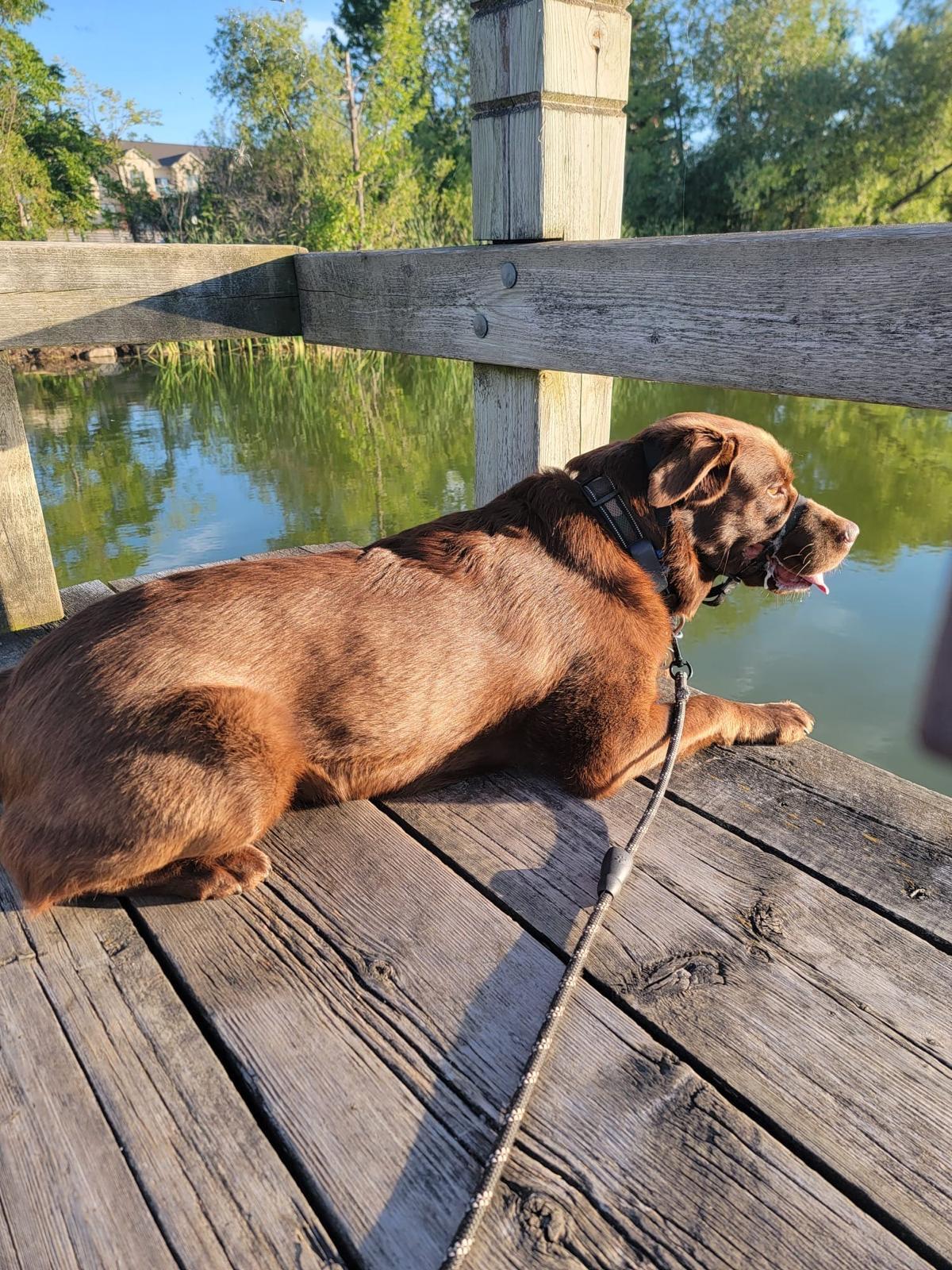Mabel, a Adoptable Chocolate Labrador Retriever in Oakville, ON image 4/6