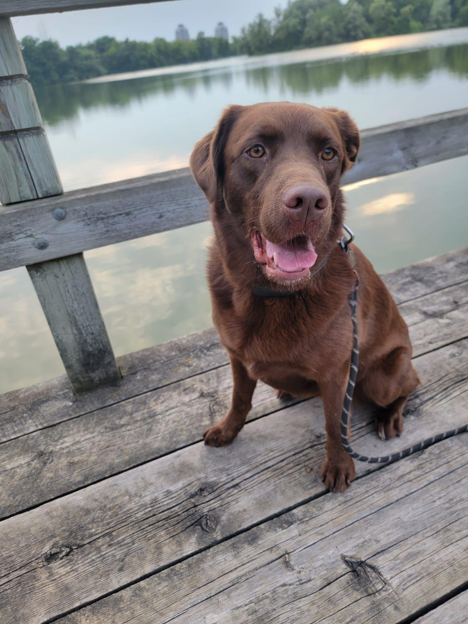 Mabel, a Adoptable Chocolate Labrador Retriever in Oakville, ON image 5/6