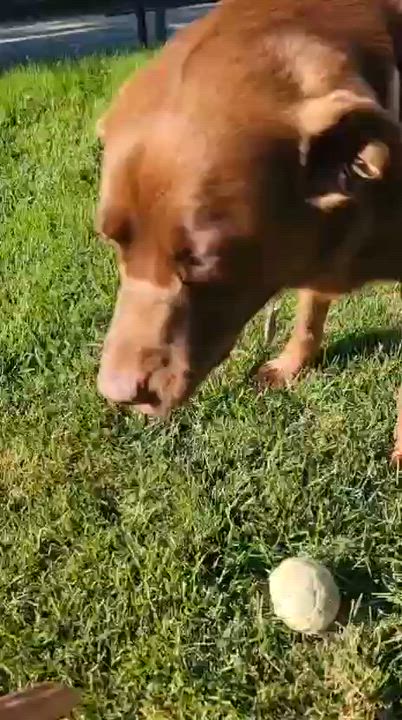 Enlarge Mabel, a Adoptable Chocolate Labrador Retriever in Oakville, ON video 6/6