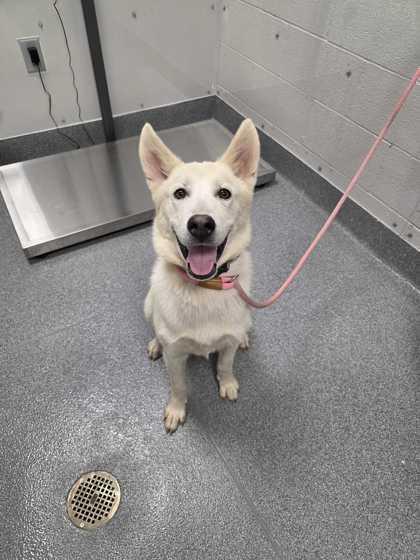 Seven, adoptable, Adult Male White German Shepherd.