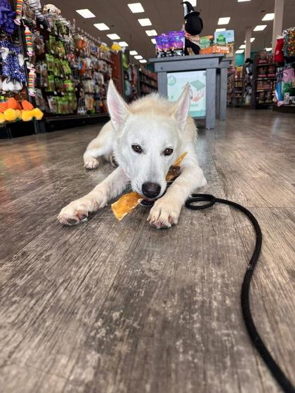 Enlarge Seven, an adoptable mixed breed in Sevierville, TN image 3/3