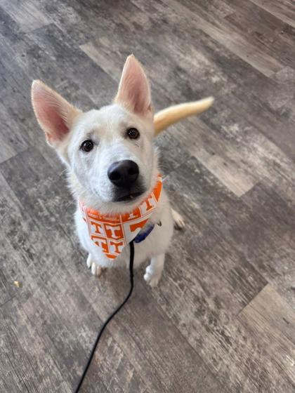 Enlarge Seven, an adoptable mixed breed in Sevierville, TN image 2/3