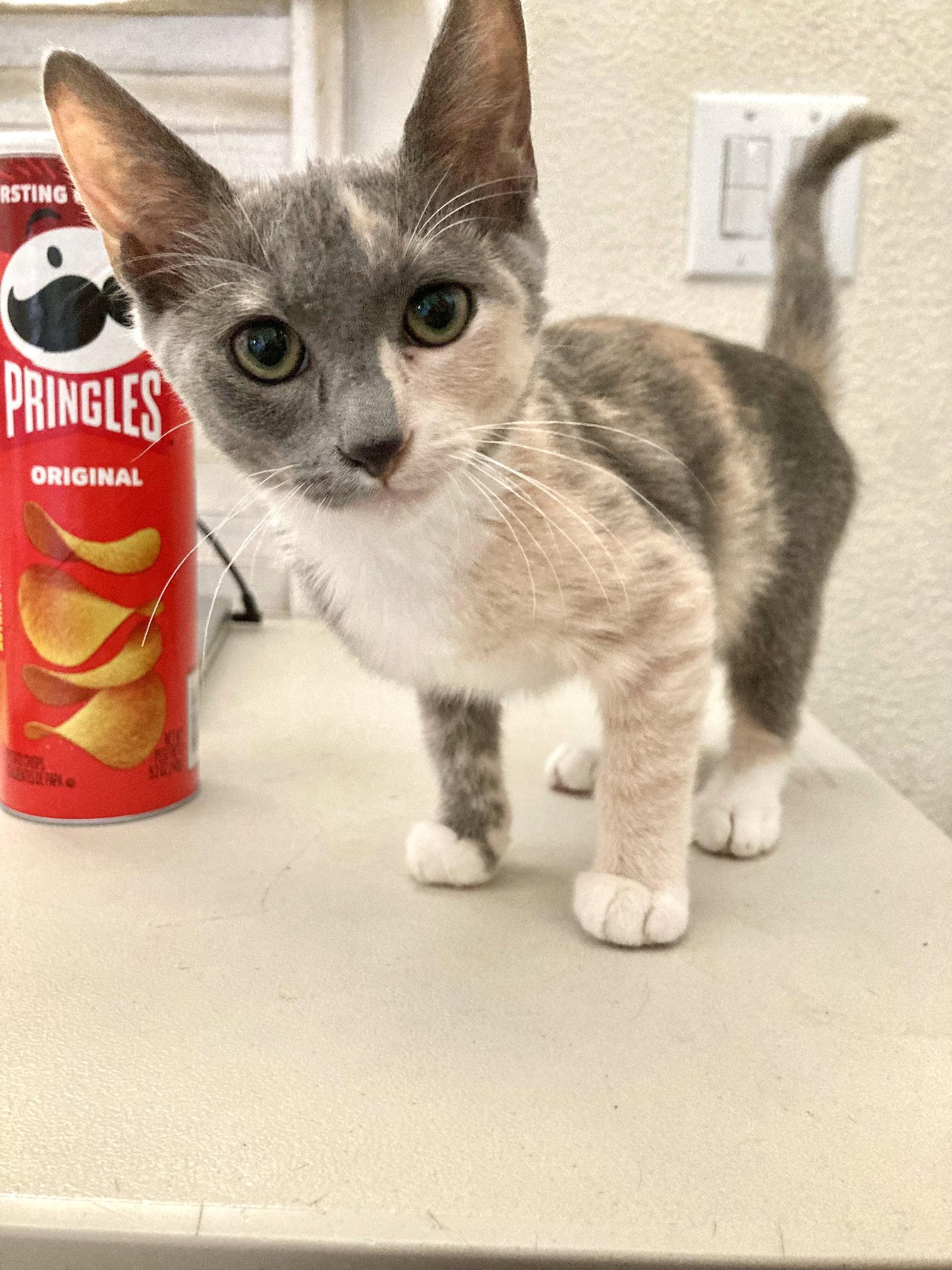 Sweetie, a Adoptable mixed breed in San Diego, CA image 1/3