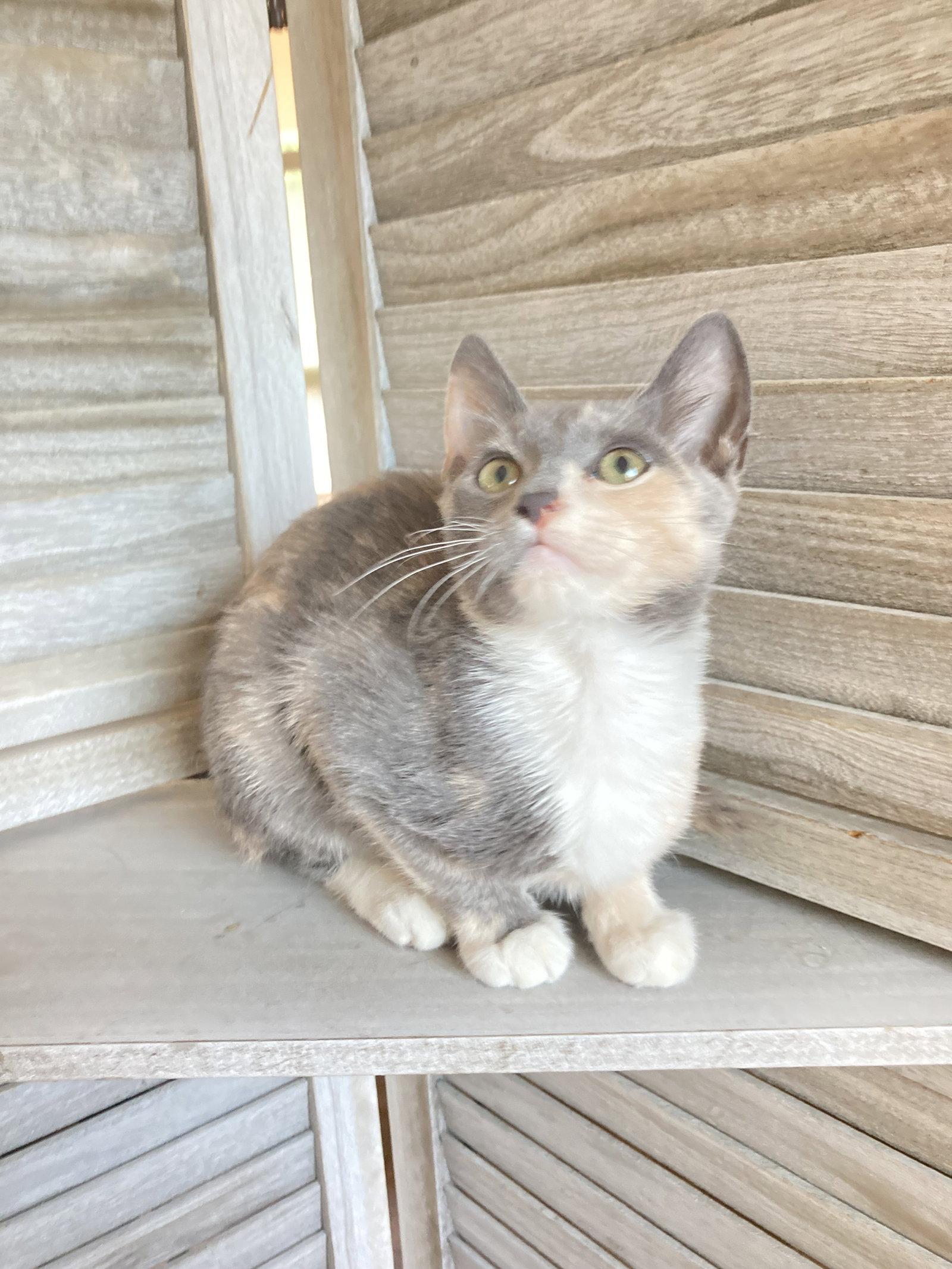 Sweetie, a Adoptable mixed breed in San Diego, CA image 2/3