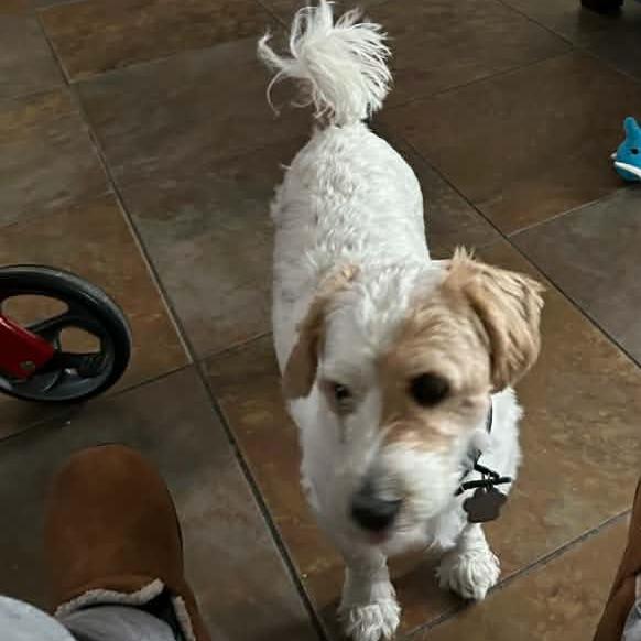 Enlarge Sage, a Adoptable mixed breed in Sarasota, FL image 1/6