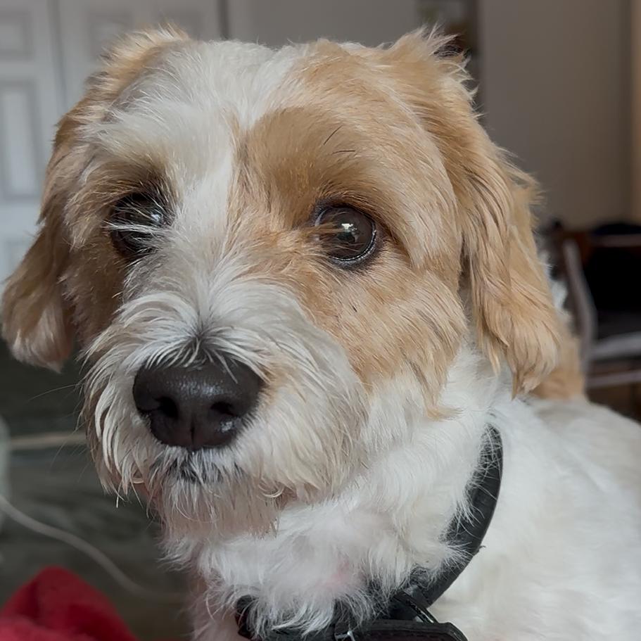 Enlarge Sage, a Adoptable mixed breed in Sarasota, FL image 2/6