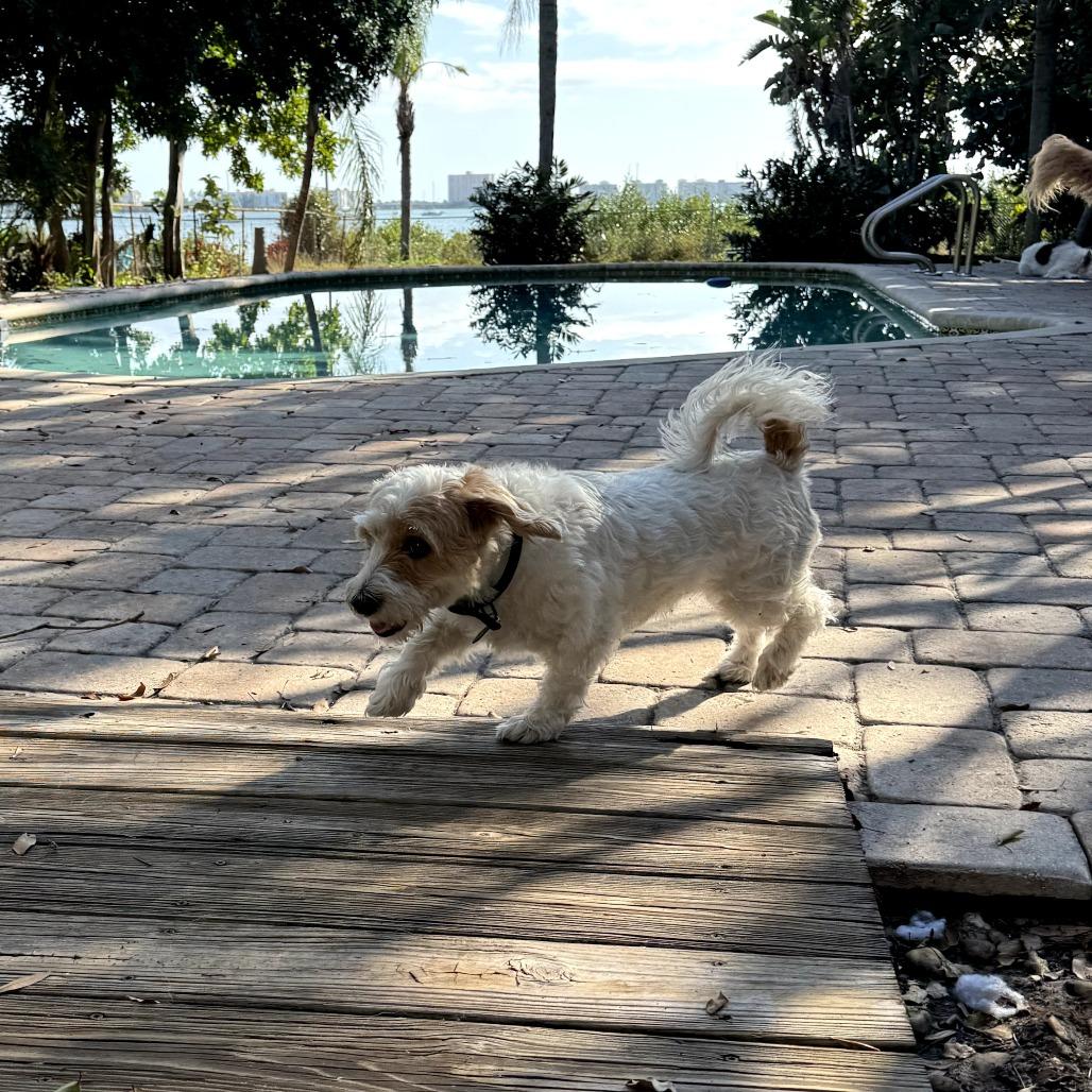 Enlarge Sage, a Adoptable mixed breed in Sarasota, FL image 5/6