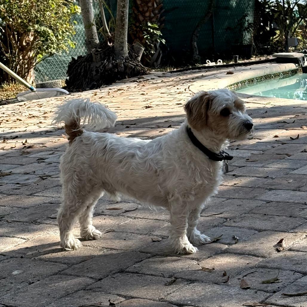 Enlarge Sage, a Adoptable mixed breed in Sarasota, FL image 6/6