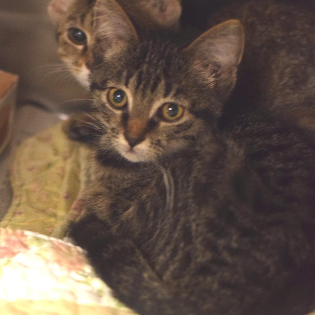 Rachel Berry - Petsmart Belleville, Adoptable, Kitten Female Domestic Short Hair.