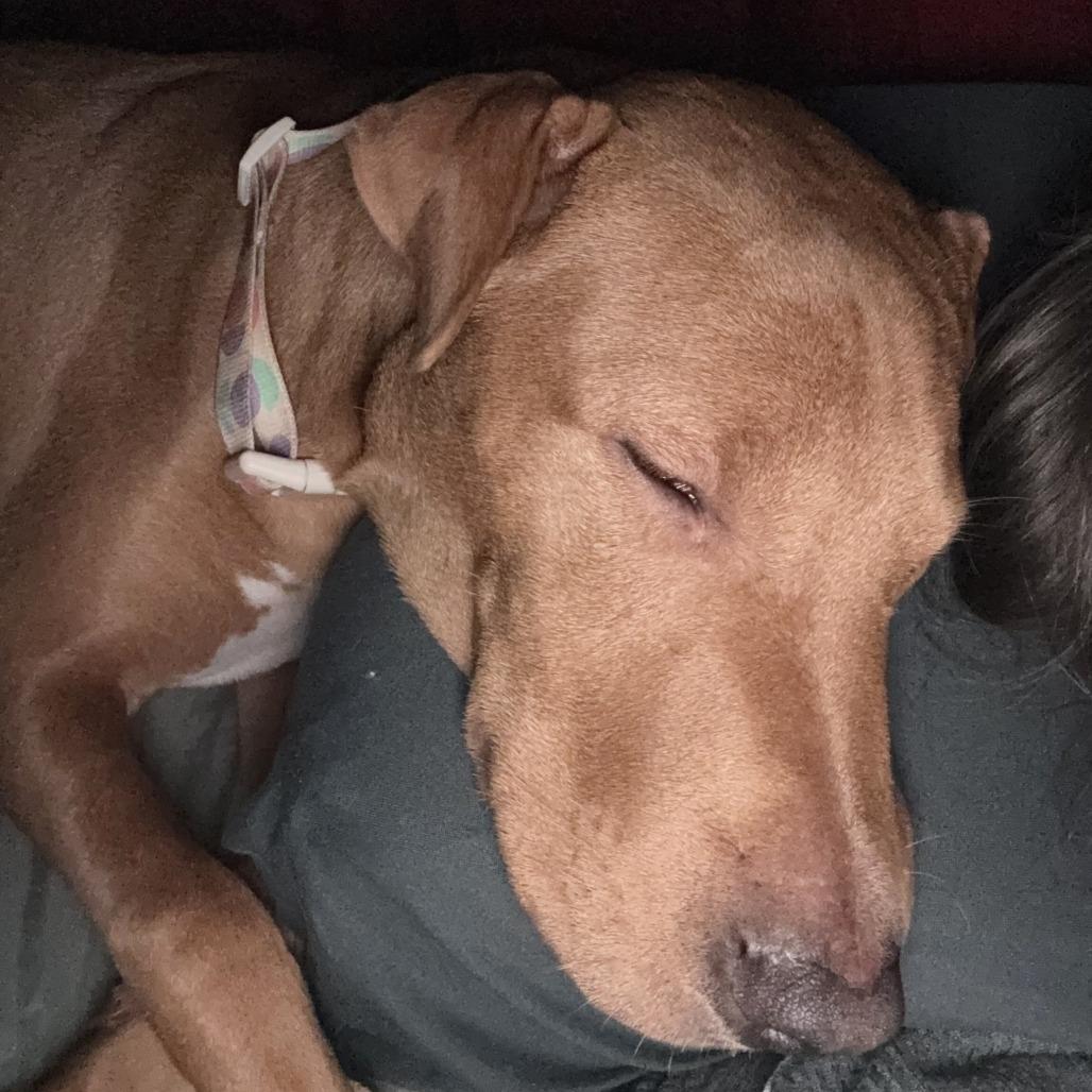 Maile, a Adoptable Mixed Breed in Volcano, HI image 2/6