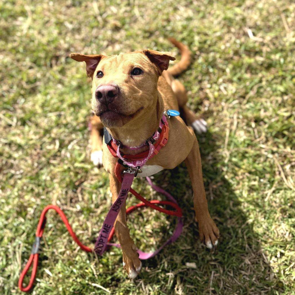 Maile, a Adoptable Mixed Breed in Volcano, HI image 5/6