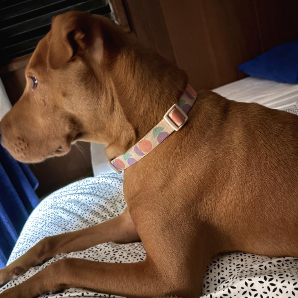 Maile, a Adoptable Mixed Breed in Volcano, HI image 6/6