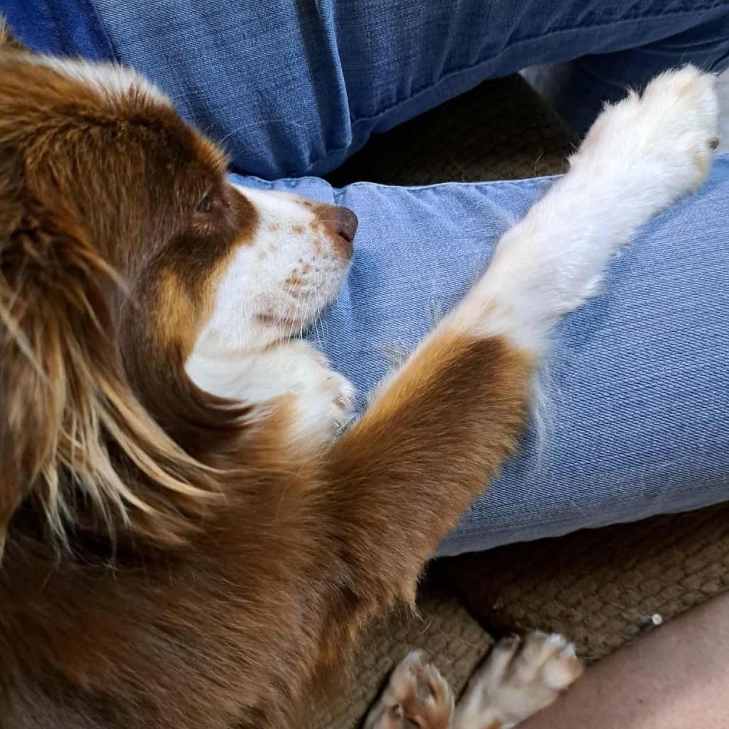 Brandy, Adoptable, Adult Female Australian Shepherd.