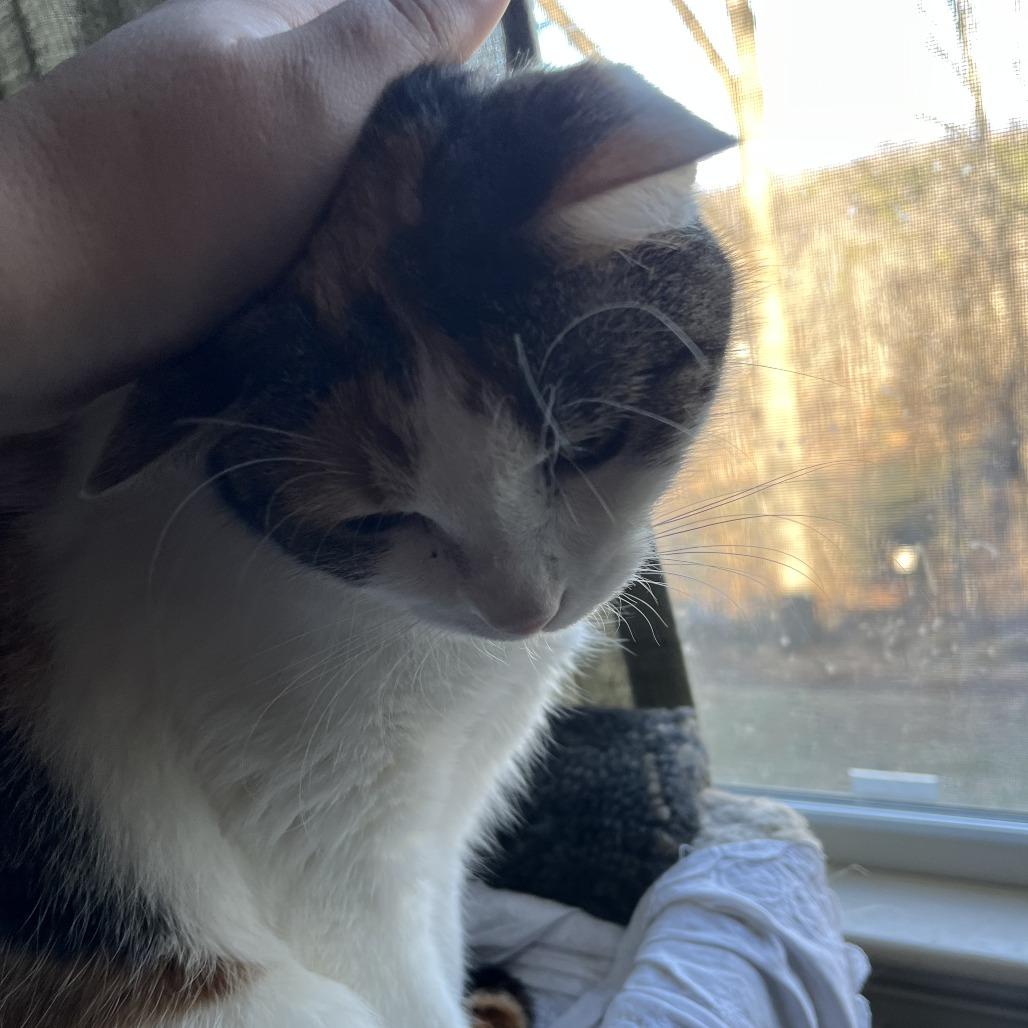 Enlarge Autumn, a Adoptable Domestic Short Hair in Charlottesville, VA image 4/6