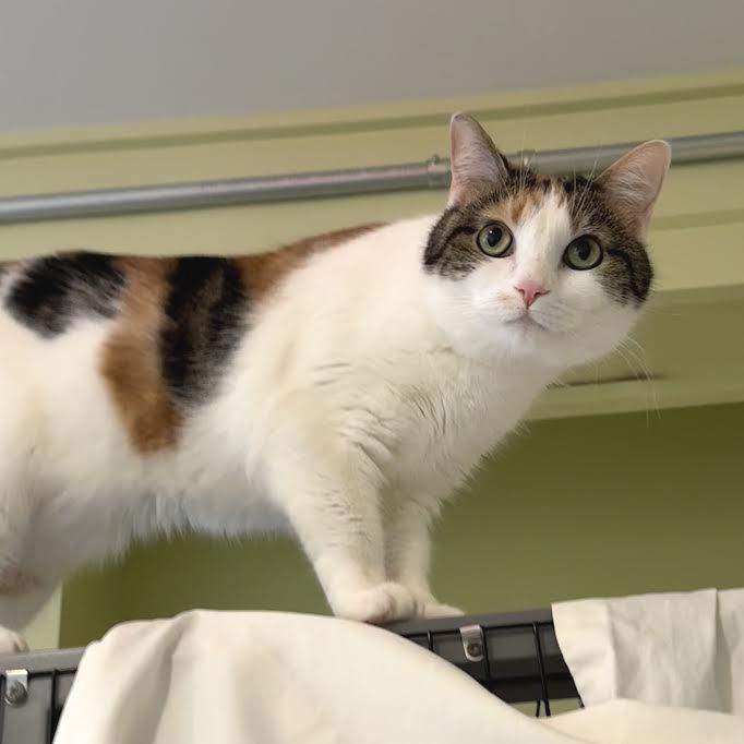Enlarge Autumn, a Adoptable Domestic Short Hair in Charlottesville, VA image 4/6