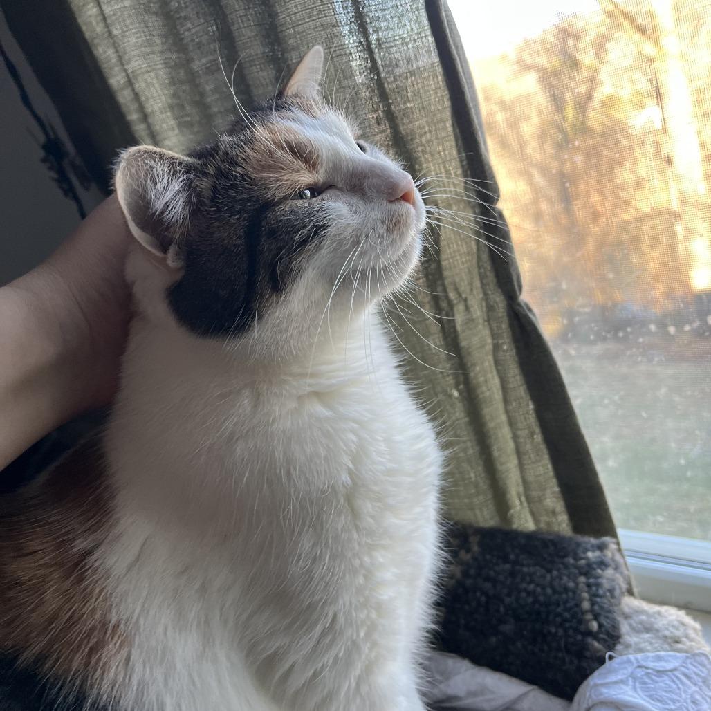 Enlarge Autumn, a Adoptable Domestic Short Hair in Charlottesville, VA image 6/6