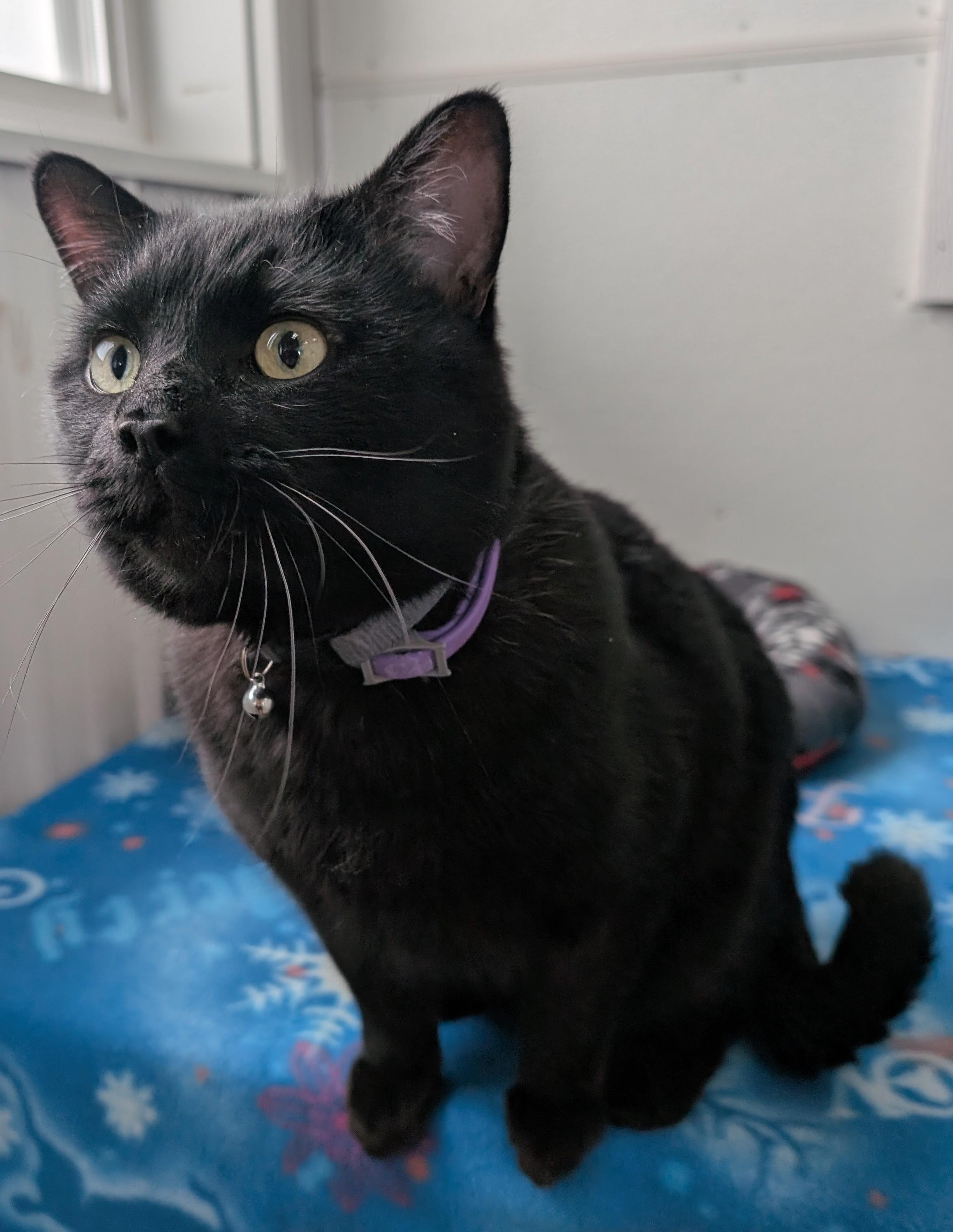 Enlarge Whiskers, an adopted Domestic Short Hair in New Ulm, MN image 3/5